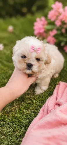 Shih Tzu fêmea Microchip e Pedigree de pureza