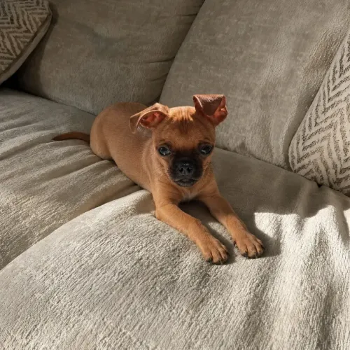 Pinscher