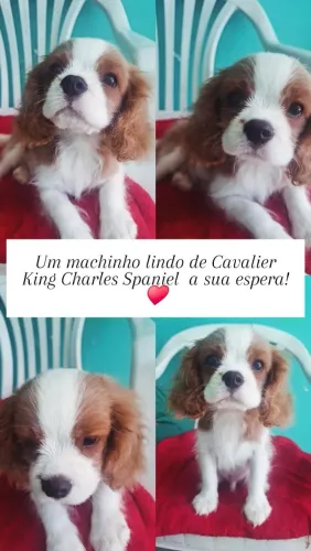Machinho Cavalier King Charles Spaniel