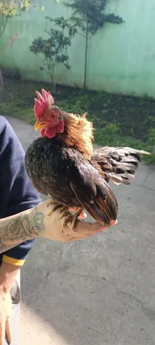 Galinha Miniatura