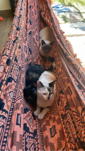 Doação de gatos