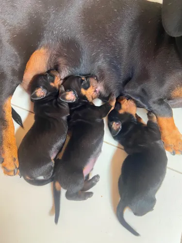 Filhotes de Dachshund (Salsicha) disponíveis 