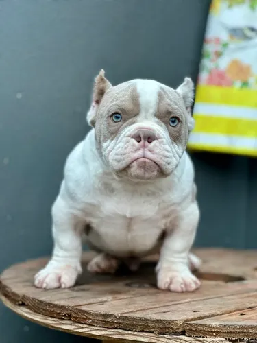 AMERICAN BULLY MICRO - MACHO