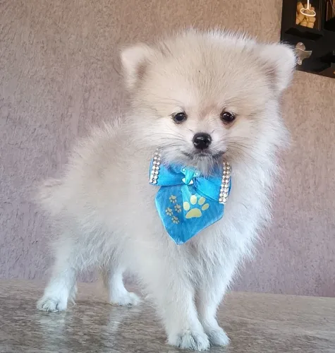 Filhote lulu Pomerânia macho anãzinho