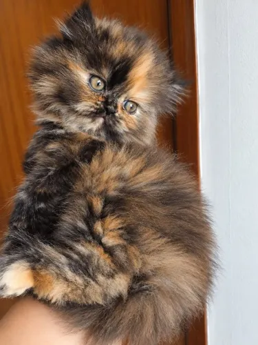 Gato persa