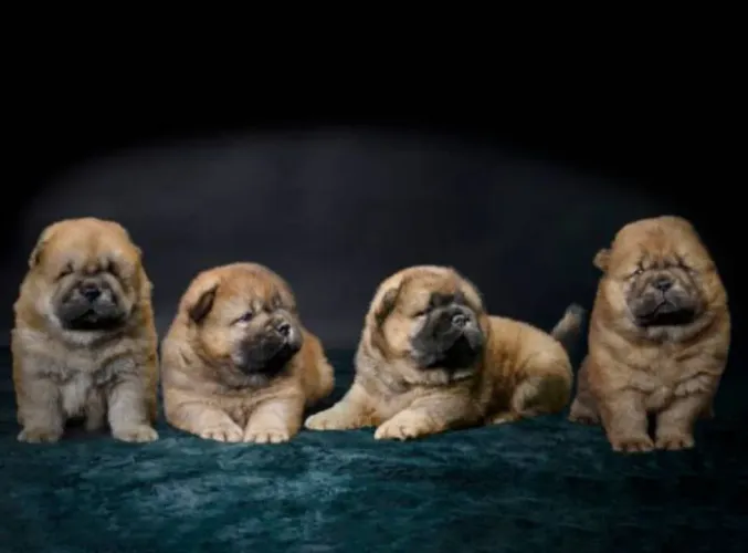 Exclusivos Filhotes de Chow Chow - Beleza Imponente e o Charme da Língua Azul