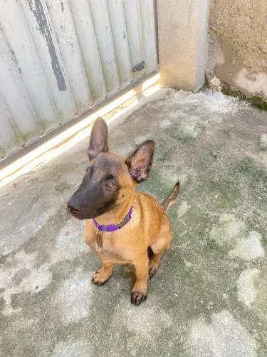 Vendo pastor belga malinois filhote 3 meses 