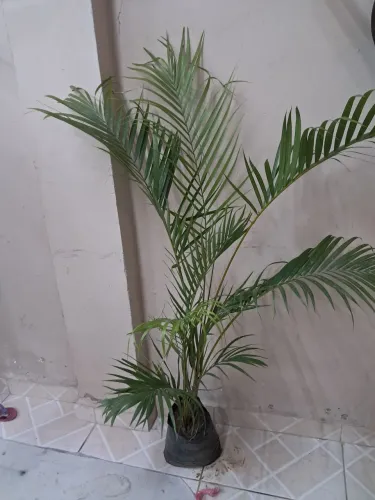 Palmeira areca 1.40 a 1.50 mt