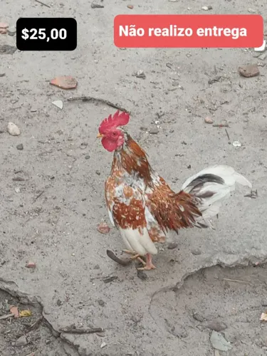 Galos da espécie Galize.
