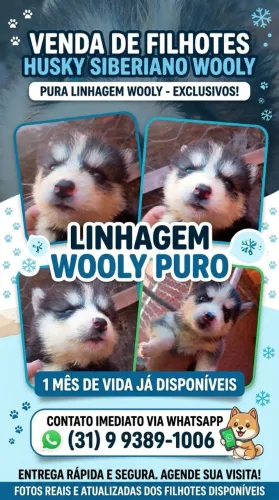 Filhotes Husky