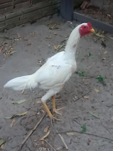 Vendo um casal de frangos brancos da mura