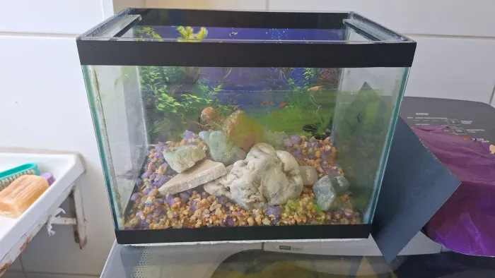 Aquario.