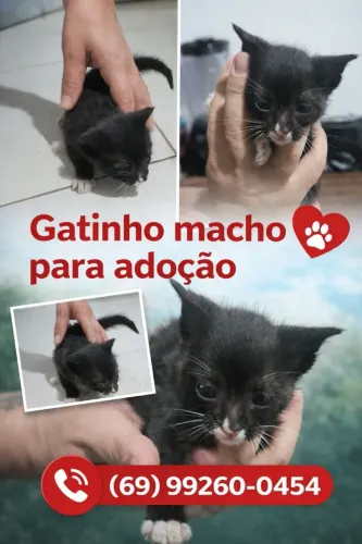 Gatinho macho para adoção