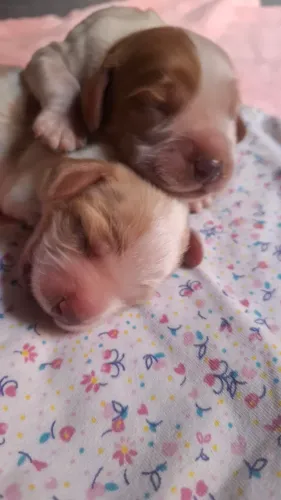 Coocker spaniel Fêmea