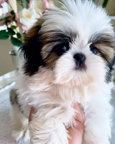 Filhotes de Shih Tzu | Seu próximo companheiro chegou!