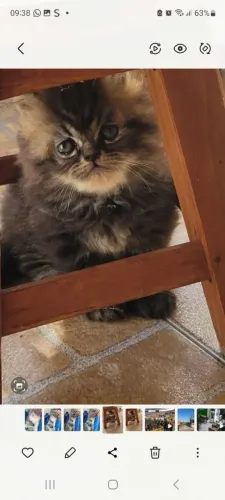 Filhotes de gato persa