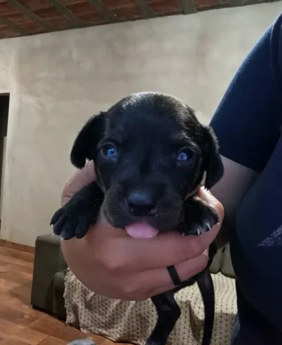 Cachorrinho salsicha mini