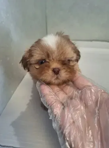 Maltês com poodle toy