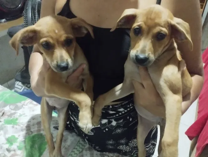 Cachorras