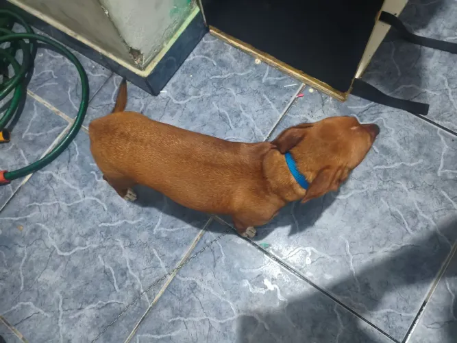 Doação de cachorro