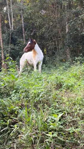 Cavalo pampa