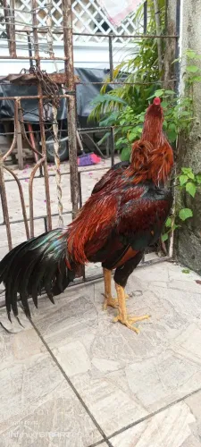 FRANGO DE RAÇA FILHO DE CAMPEÃO BARBUDO