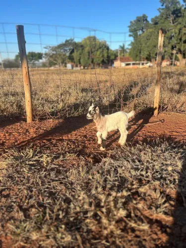 Vendo mini-cabra.