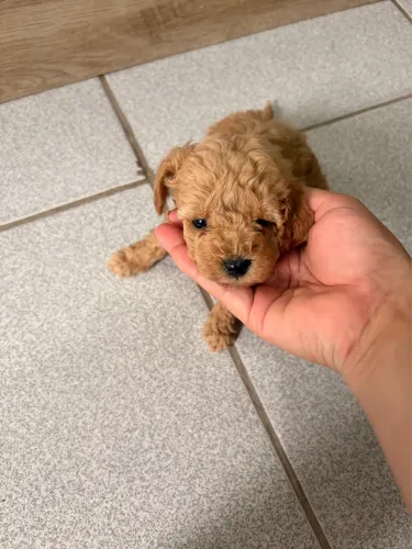 Poodle Toy lindos filhote raça pura 