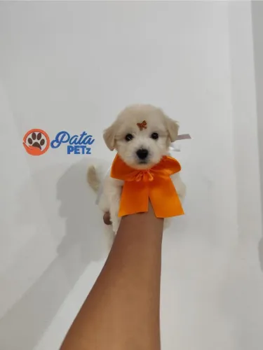 Filhotes de Poodle fêmea