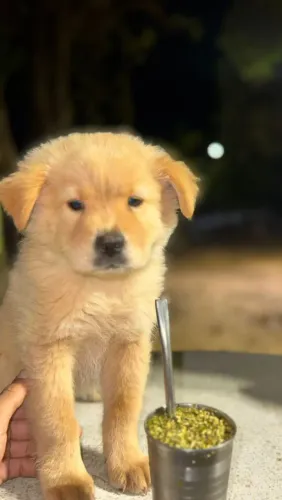 VENDE CHOW CHOW FEMEA 