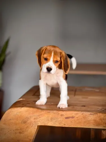 Beagle inglês para Bahia