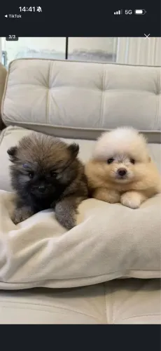 SPITZ ALEMÃO 
