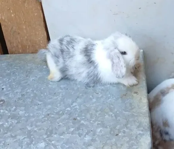 Mini lop uruguaio coelhos