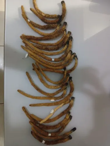Dreads Naturais. 23 Dreads.
