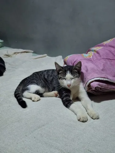 Doa-se Gato Macho