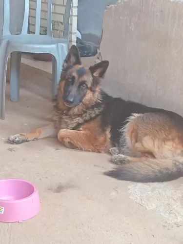 Kyara Adoção