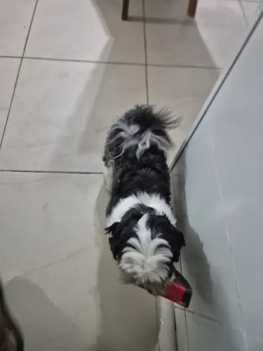 Vendo um Shiatsu com 3 anos e 10 meses.  Motivo: sem condições e tempo pra cuidar.
