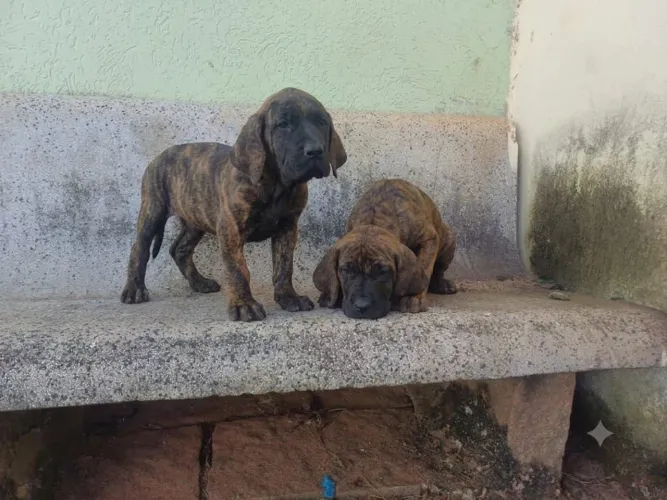Fila Brasileiro