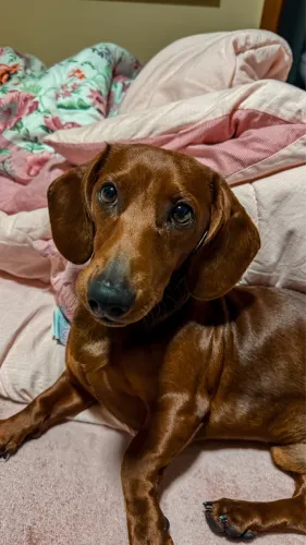 Basset Daschunds