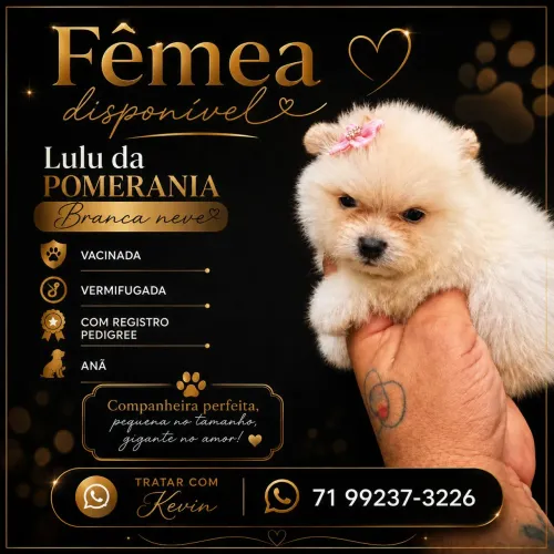 FILHOTE LULU DA POMERANIA PEDIGREE