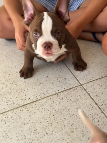 Bully Micro Machinho