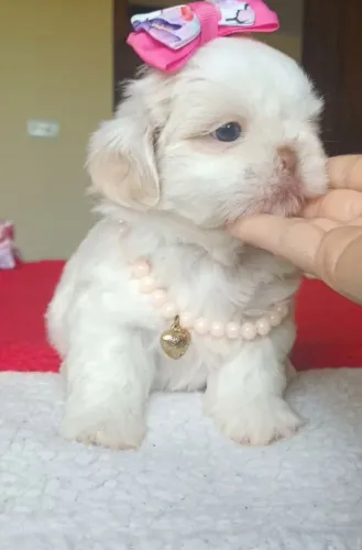 Shih tzu fêmea maravilhosa 