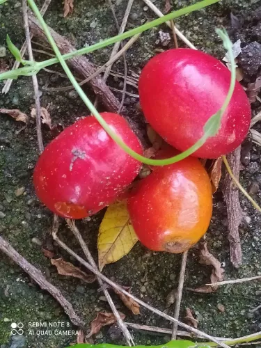 Vendo mudas de Seriguelas 