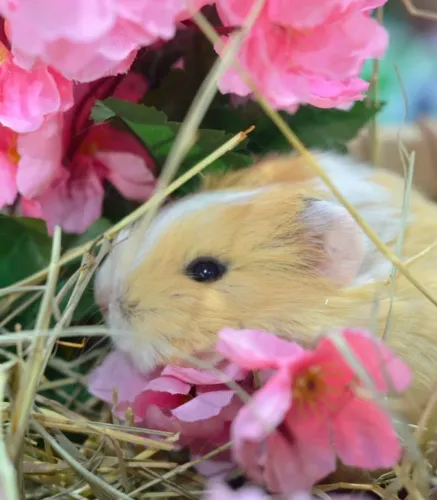 Porquinho da índia Sheltie e peruanos coelhos filhotes Twister hamster