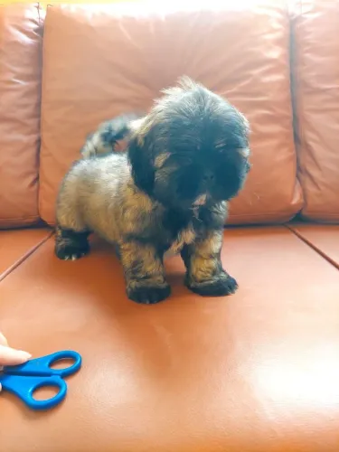 Filhotes shihtzu