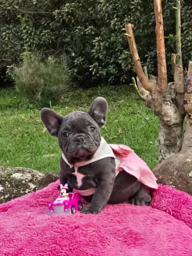 Bulldog francês FÊMEA blue 