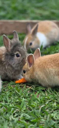 Mini coelhos desmamados