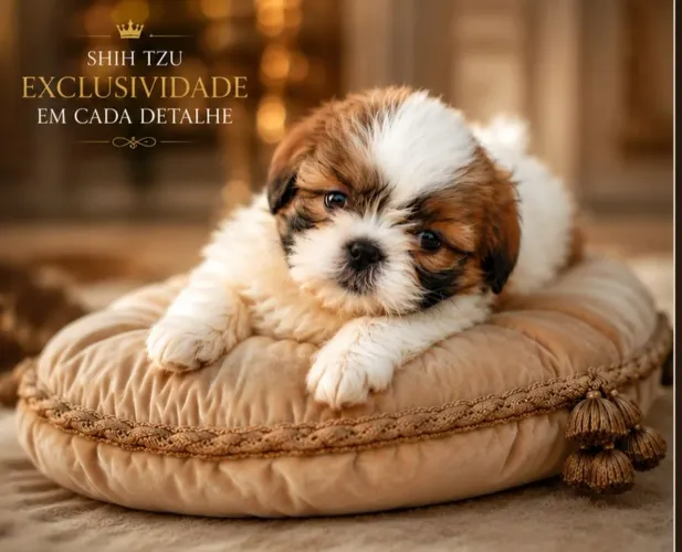 Shih Tzu Mini Macho e Fêmea | Filhotes Minúsculos | Até 12x no Cartão