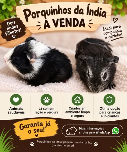 Vendo porquinho da índia 