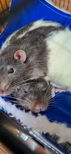 2 ratos twister macho